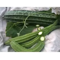 SPLF01 F1 Hybrid Loofah Seeds