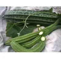 SPBO58 F1 Hybrid Bottle Gourd Seeds