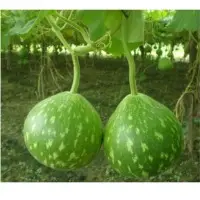 SPBO64 F1 Hybrid Bottle Gourd Seeds