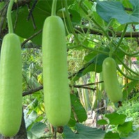 Candle Fire Okra Vegetable Seeds