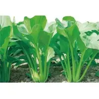 All Together Rape (Hybrid) Seeds