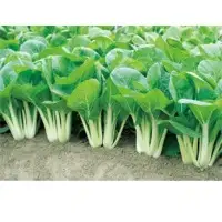 Bino Pai Tsai (Hybrid) Seeds