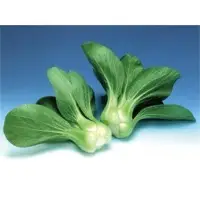 Brisk Green Pai Tsai (Hybrid) Seeds