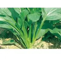 KY Late Rape (Hybrid) Seeds