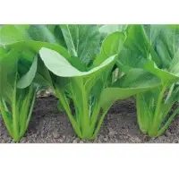 May Song Rape (Hybrid) Seeds
