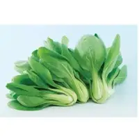 Oprah Pai Tsai (Hybrid) Seeds