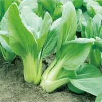 Praise Pai Tsai (Hybrid) Seeds