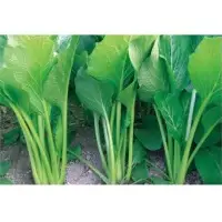 Show-Jean Rape (Hybrid) Seeds