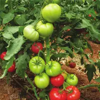 Kcevah F1 (Tomato)