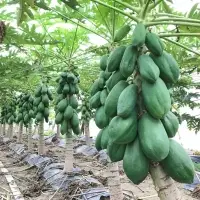 Diana Reddit- Papaya Seed