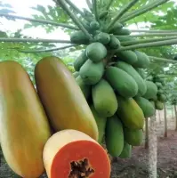 Lady Rida + Papaya Seed