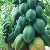 Sheza Red F1 - Papaya Seed