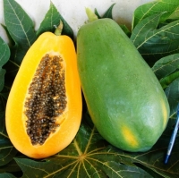 Yellow Girl F1- Papaya Seed