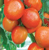 Zaneta F1 - Tomato Seed