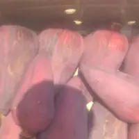 Banana Flower