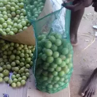 Fresh Amla