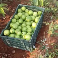 Guava