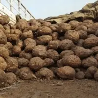 Elephant Yam