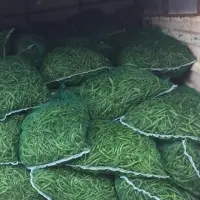 Green Chilli