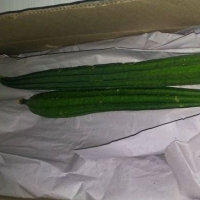 Ridge Gourd