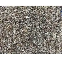 Moringa Seed