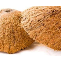 Coconut Shell