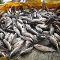 Fish (Rohu)