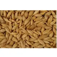 Barley