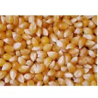 White and Yellow Corn