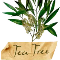 Tea Tree Essential Oil