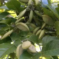 Karanja Seed Oil