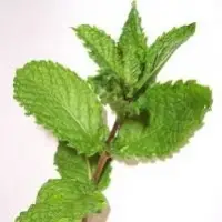 Indian Spearmint Oil