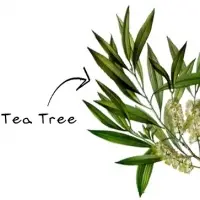 Tea Tree Oil