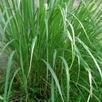 Citronella Oil