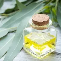 Eucalyptus Oil