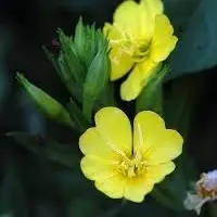 Evening Prime Rose Oil