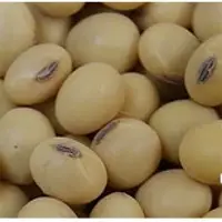 Soybean