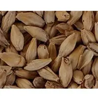 Barley