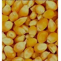 Yellow Corn