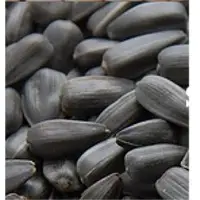 Sunflower Seeds