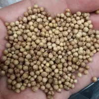 Coriander