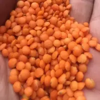 Red Lentils