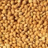 Yellow Millet