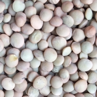 Green Lentils