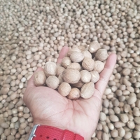 Nutmeg ABCD