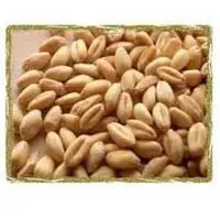Wheat