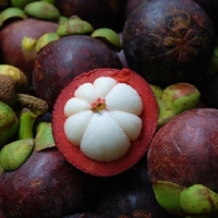 Mangosteen