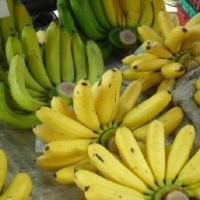 Lady Finger Banana