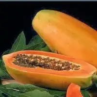 Holland Papaya