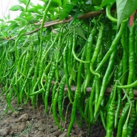 Green Chilli